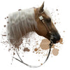 EQUINE COLLECTION